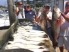 Weejack Charters Montauk NY Fishing 11